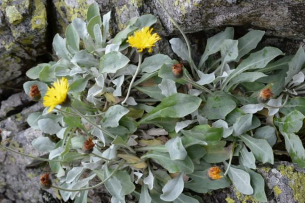 planta de peste 60 000 de ani descoperita in carpati una dintre cele mai vechi fiinte vii de pe terra spun cercetatorii 67212bc407985