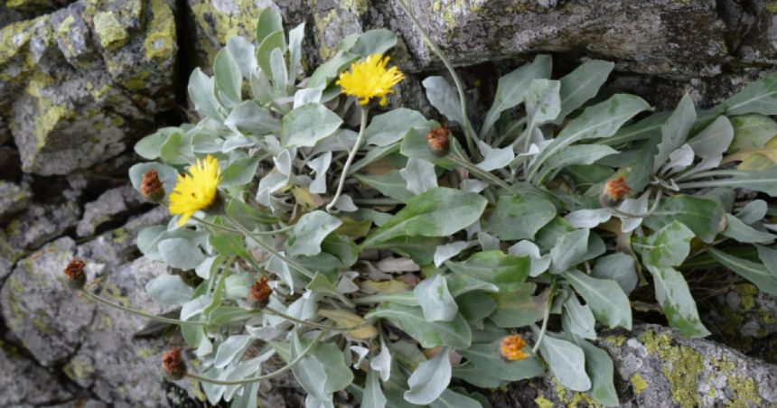 Descoperirea unei plante de peste 60.000 de ani în Carpați: „Una dintre cele mai vechi forme de viață de pe Pământ”, afirmă cercetătorii. 1 planta de peste 60 000 de ani descoperita in carpati una dintre cele mai vechi fiinte vii de pe terra spun cercetatorii 67212bc407985