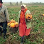 video efectele surprinzatoare ale halloweenului in romania s au scumpit dovlecii cat costa acum un kilogram 67212956e45d8