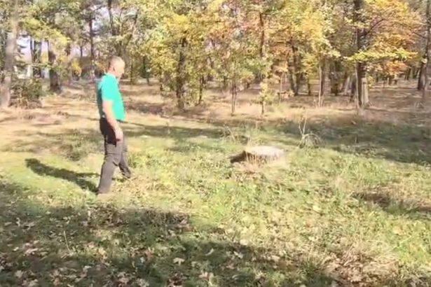 video urmarire cu focuri de arma intr o padure din mehedinti padurar batut de un hot de lemne 6721d9092b9ab