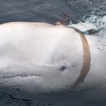 a fost balena hvaldimir un spion al rusiei noi date ar putea elucida misterul despre cum a ajuns in norvegia 6734b03309c17