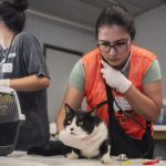 animalele se imbolnavesc pe strazile pline de noroi si gunoaie din spania dupa inundatii medici voluntari incearca sa le salveze 672cdafb22561