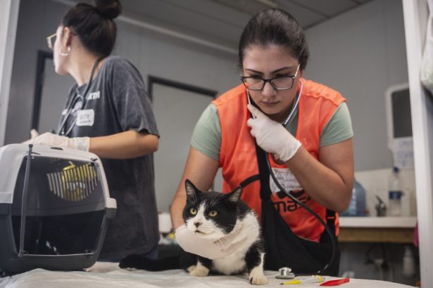 animalele se imbolnavesc pe strazile pline de noroi si gunoaie din spania dupa inundatii medici voluntari incearca sa le salveze 672cdafb22561