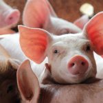 aproape 2 000 de porci vor fi ucisi la o ferma din sibiu dupa descoperirea unui focar de pesta porcina africana 6725faf8f1a99