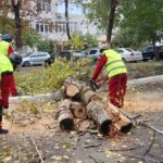 continua lucrarile de toaletare si corectie a arborilor in constanta 673ce982cdcc7