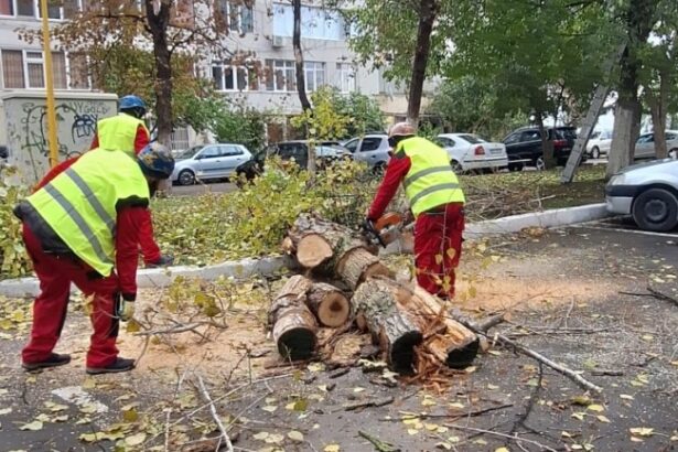 continua lucrarile de toaletare si corectie a arborilor in constanta 673ce982cdcc7