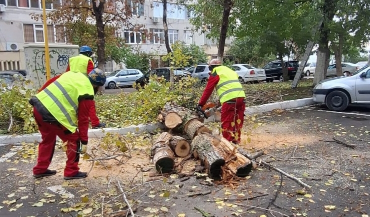 continua lucrarile de toaletare si corectie a arborilor in constanta 673ce982cdcc7