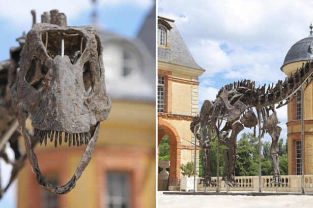 cu cati bani s a vandut cel mai mare schelet de dinozaur scos la licitatie in franta fosila a fost descoperita in sua 6739e3048b7ca