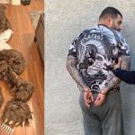 escroci costumati in ursi au distrus mai multe masini de lux ca sa incaseze banii din asigurari un biolog i a dat de gol 6736e2b363a55