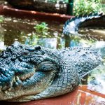 galerie foto cel mai mare crocodil aflat in captivitate a murit avea peste 110 ani si peste 5 metri lungime 67277b1b47e89