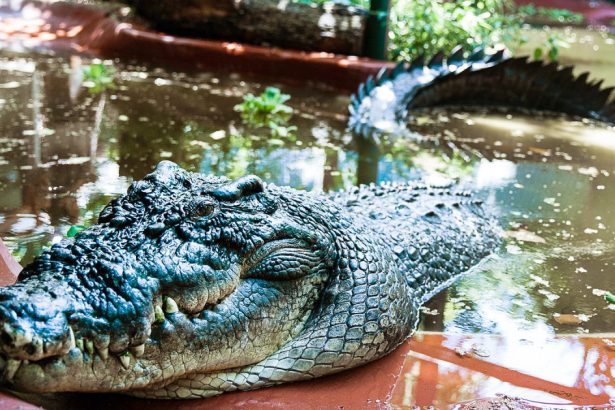 galerie foto cel mai mare crocodil aflat in captivitate a murit avea peste 110 ani si peste 5 metri lungime 67277b1b47e89