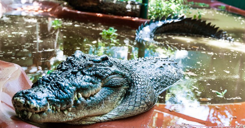 galerie foto cel mai mare crocodil aflat in captivitate a murit avea peste 110 ani si peste 5 metri lungime 67277b1b47e89