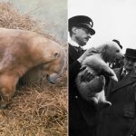 galerie foto controversa ursilor polari din marea britanie vedete ale gradinilor zoologice sau victime ale schimbarilor climatice 67271fb491cbe