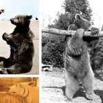 Povestea lui Wojtek: ursul „soldat” al armatei poloneze în Al Doilea Război Mondial 2 galerie foto povestea lui wojtek ursul soldat al armatei poloneze in al doilea razboi mondial 6727cd60d344e