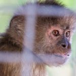 incident neobisnuit in tennessee o femeie a fost atacata din senin de o maimuta nimeni nu stie al cui e animalul 672f276e7ea5d