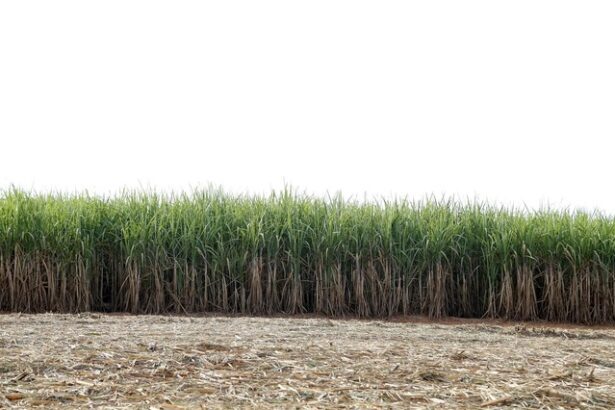 lipsa de trestie de zahar o noua dovada a crizei prin care trece sectorul agricol din cuba 674868a6c6d3a