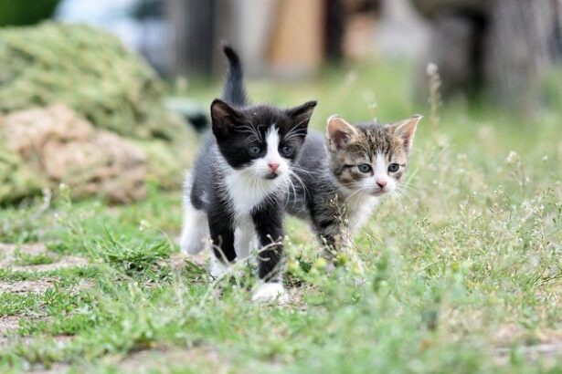 pisica cel mai popular animal de companie din bucuresti locuitorii capitalei prefera sa cumpere caini in loc sa adopte 67488bb91fbd8
