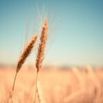 polonia si a facut rezerve record de cereale pentru a si asigura aprovizionarea cu alimente in cazul unor situatii extreme 6749dd55d5b18