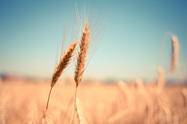 polonia si a facut rezerve record de cereale pentru a si asigura aprovizionarea cu alimente in cazul unor situatii