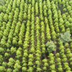 romsilva organizeaza o licitatie importanta pentru judetul constanta pentru atribuirea unui contract de 15 milioane de lei 674ab7ffc2169