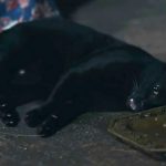 Controverse în Thailanda. Cetățenii s-au revoltat din cauza maltratării unei pisici din cel mai popular serial din țară de către producători. 2 scandal in thailanda oamenii s au revoltat ca o pisica din cel mai popular serial din tara este maltrata de producatori 67334bf3225e1