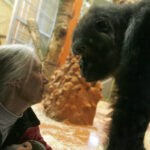 traim a sasea mare extinctie avertismentul celebrei experte in cimpanzei jane goodall viitorul este aproape sortit dezastrului 673c2740d13b7