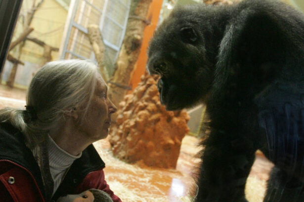 traim a sasea mare extinctie avertismentul celebrei experte in cimpanzei jane goodall viitorul este aproape sortit dezastrului 673c2740d13b7