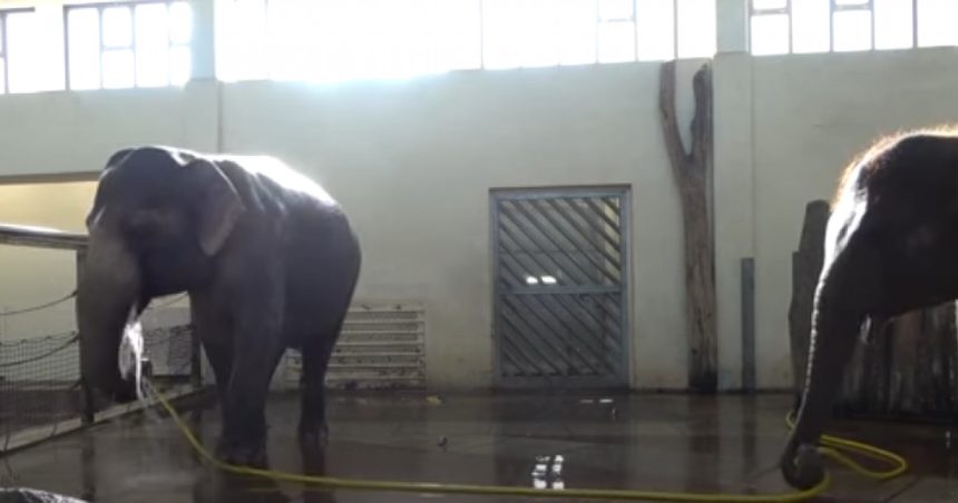 Abilitățile neștiute ale elefanților: Se pot spăla singuri cu furtunul. Ce au mai descoperit cercetătorii. 1 video abilitatile nestiute ale elefantilor se pot spala singuri cu furtunul ce au mai descoperit oamenii de stiinta 67310aea2caf7