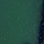 video fenomen spectaculos pe litoral la inceput de noiembrie mii de meduze au invadat marea neagra spre surprinderea localnicilor 672d0c2b92baf