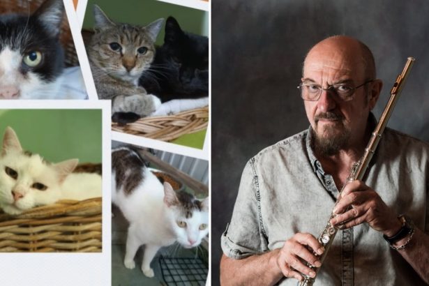 video ian anderson solistul trupei britanice jethro tull ajuta pisicile fara stapan din oradea a fost o mare surpriza 6730abfdacf46