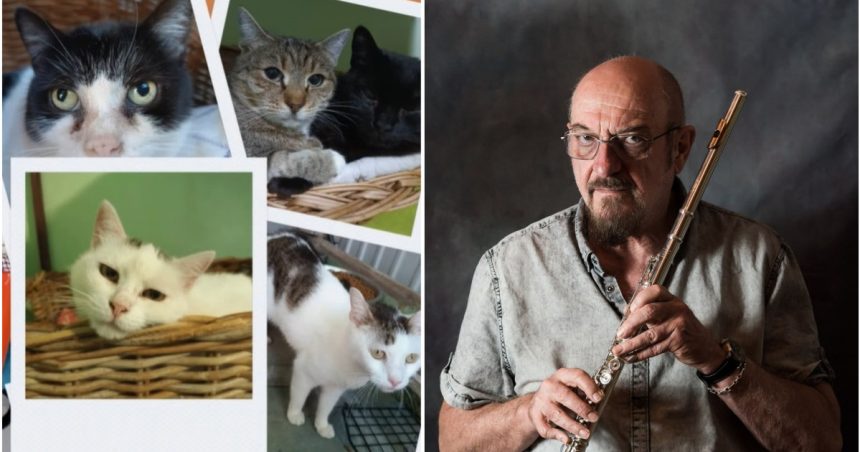 video ian anderson solistul trupei britanice jethro tull ajuta pisicile fara stapan din oradea a fost o mare surpriza 6730abfdacf46