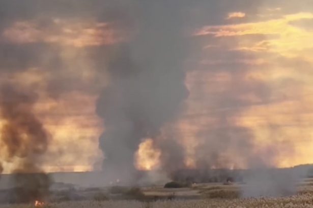 video incendiu urias in delta neajlovului din giurgiu 6727906fe5184