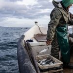 video premiera in romania luciul apei marii negre a fost scos la licitatie pentru ferme piscicole cat costa sa inchiriezi un metru patrat 672e603363ad8