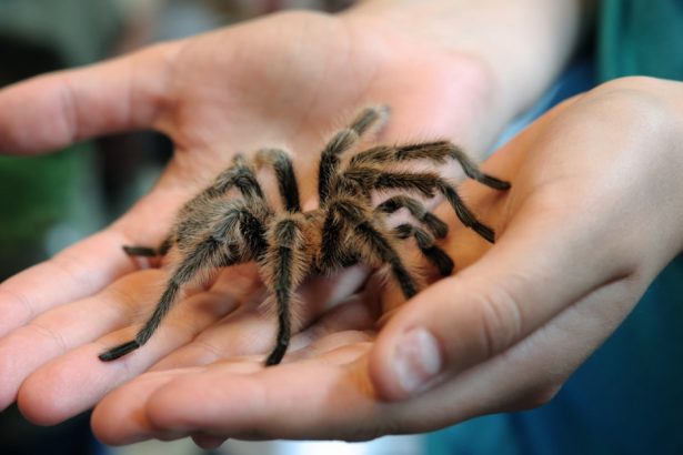 video tarantula noul animal de companie la moda printre romani ofertele pe piata neagra au explodat va alegeti ce va place 6725dc4528237