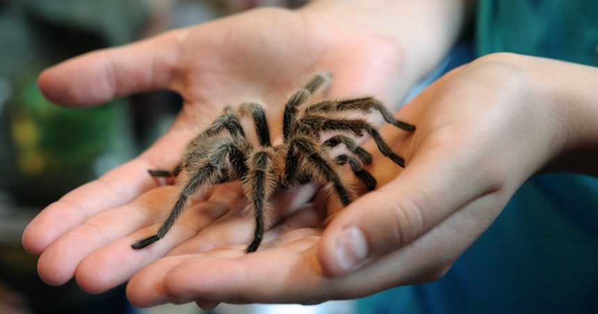 Tarantula, noul animal de companie preferat de români. Ofertele pe piața neagră au crescut semnificativ: "Vă alegeți ce vă place" 1 video tarantula noul animal de companie la moda printre romani ofertele pe piata neagra au explodat va alegeti ce va place 6725dc4528237