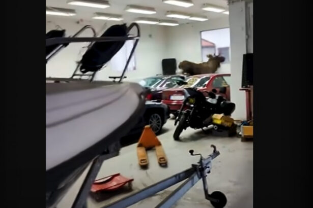 video un elan a intrat intr un garaj din suedia si a distrus trei bmw uri clasice 673871f0a60b3