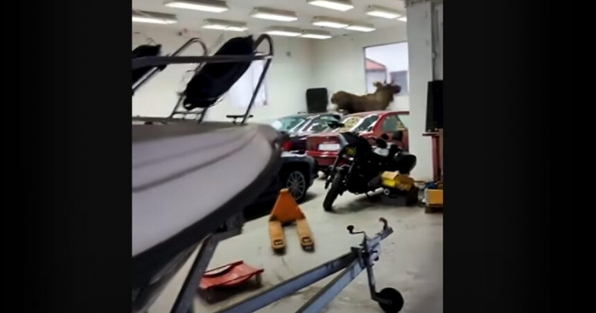 video un elan a intrat intr un garaj din suedia si a distrus trei bmw uri clasice 673871f0a60b3