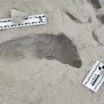 amprente vechi de 15 milioane de ani a doua specii diferite de stramosi umani descoperite in acelasi loc 67507184b02f3