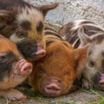 atentie carne de porc infestata cu trichinella spiralis a fost depistata in comuna adamclisi 6769c4179db7c