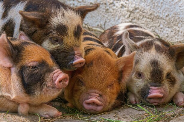 atentie carne de porc infestata cu trichinella spiralis a fost depistata in comuna adamclisi 6769c4179db7c