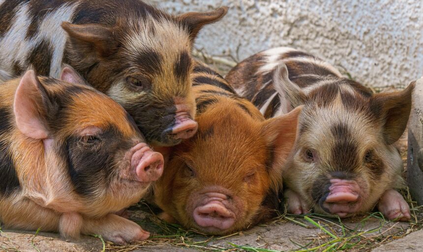 atentie carne de porc infestata cu trichinella spiralis a fost depistata in comuna adamclisi 6769c4179db7c