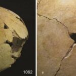 britanicii din epoca bronzului isi mancau dusmanii sugereaza o descoperire macabra 67699a343fcb9