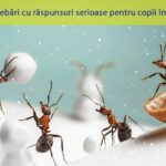 ce fac insectele iarna 6770248c828ba