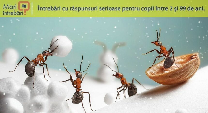 ce fac insectele iarna 6770248c828ba