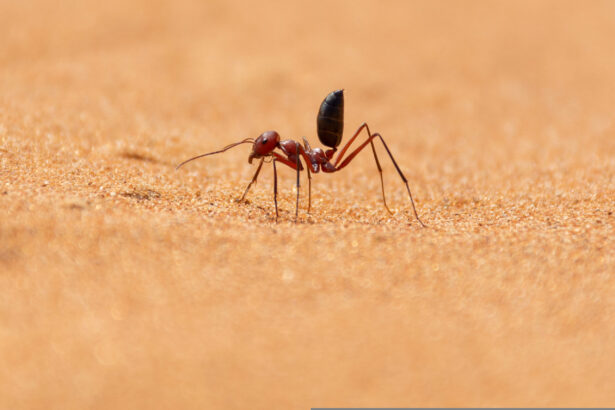 cercetatorii chinezi au dezvoltat un cip inspirat de furnicile de desert 676d7a03c6b2c