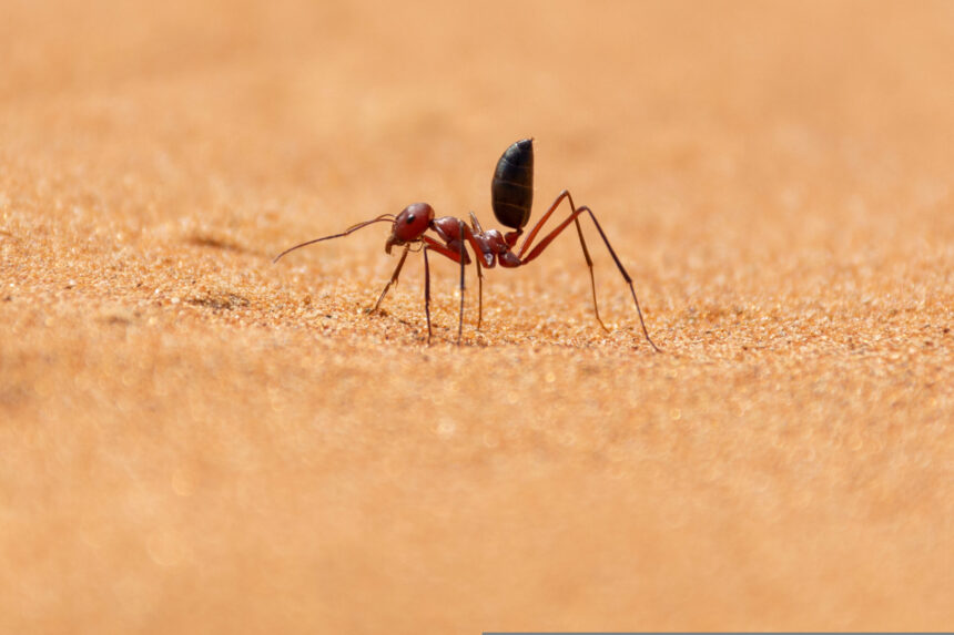 Cercetătorii chinezi au dezvoltat un cip inspirat de furnici de deșert 1 cercetatorii chinezi au dezvoltat un cip inspirat de furnicile de desert 676d7a03c6b2c