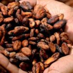 Cotațiile la cacao, ating un nou maxim istoric: 2 cotatiile la cacao la un nou maxim istoric 6762d12d11582