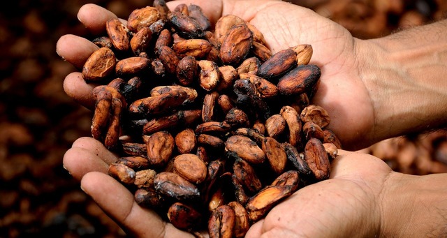 Cotațiile la cacao, ating un nou maxim istoric: 1 cotatiile la cacao la un nou maxim istoric 6762d12d11582