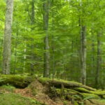 Drumurile forestiere vor fi supravegheate. Ce mai prevede noul Cod silvic promulgat de Klaus Iohannis 2 drumurile forestiere vor fi supravegheate video ce mai prevede noul cod silvic promulgat de klaus iohannis 67659cf4da1b1