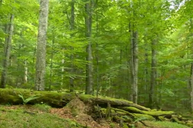 drumurile forestiere vor fi supravegheate video ce mai prevede noul cod silvic promulgat de klaus iohannis 67659cf4da1b1
